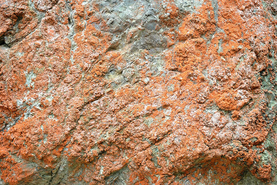 Trentepohlia (alternate view 4)
