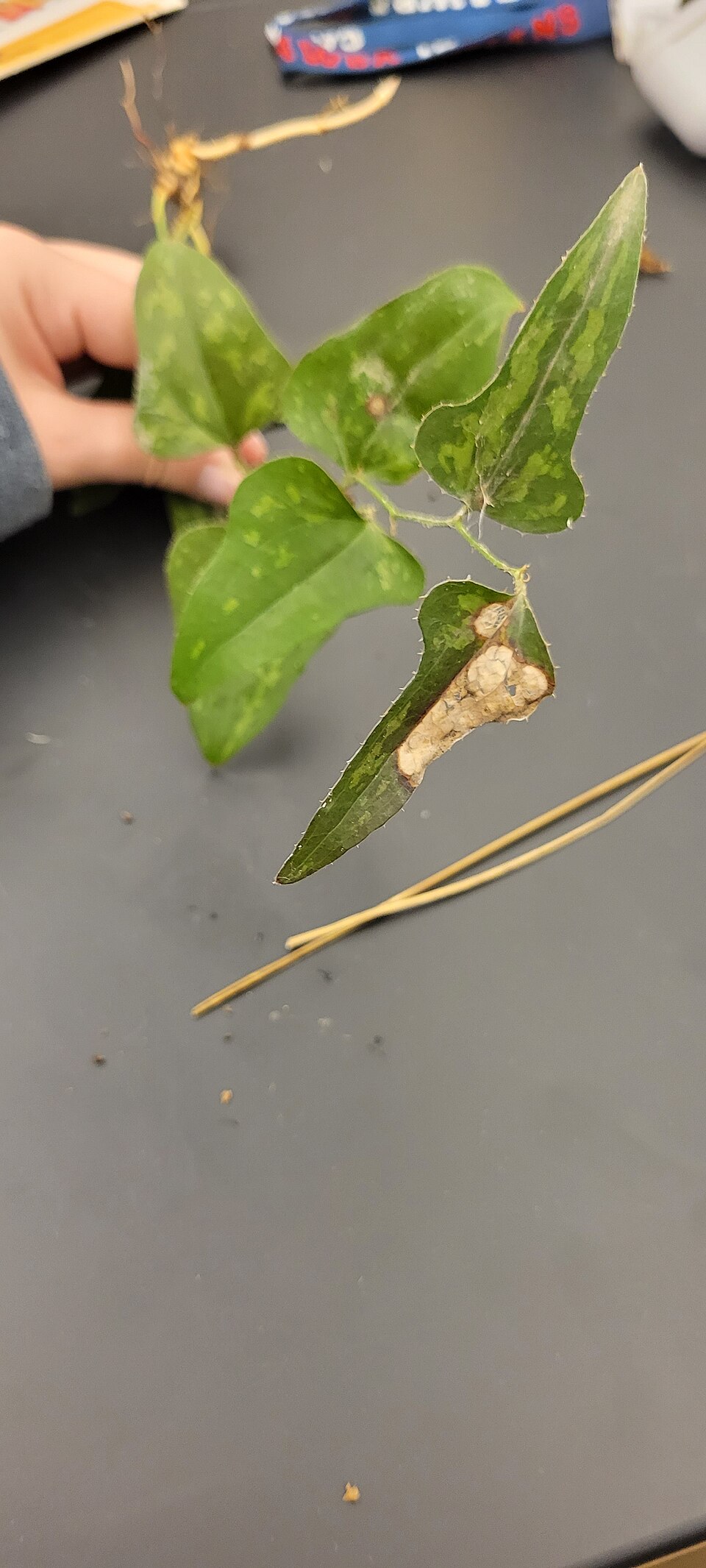 Smilax bona-nox (saw greenbrier)