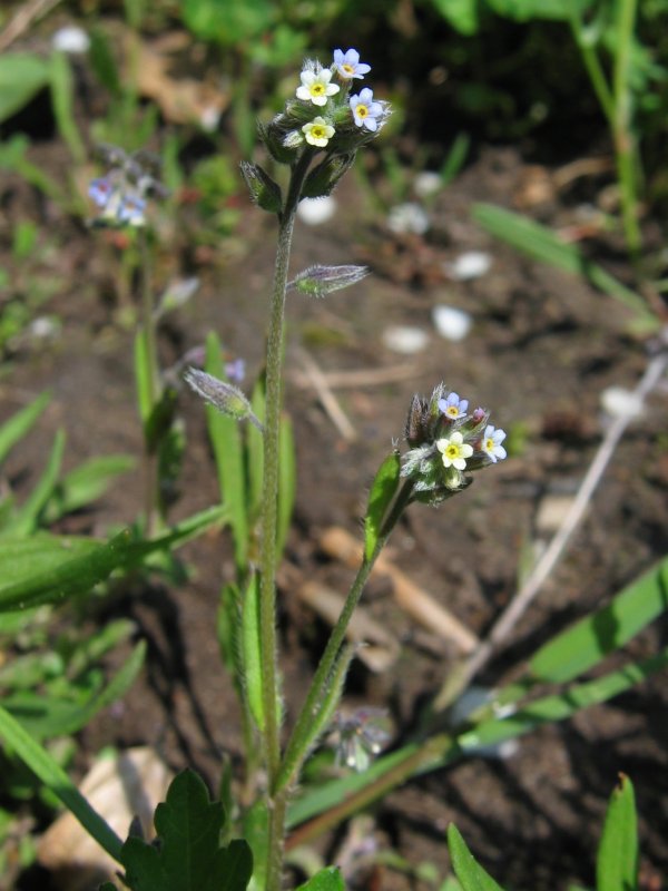 Myosotis discolor (Changing Forget-me-not)