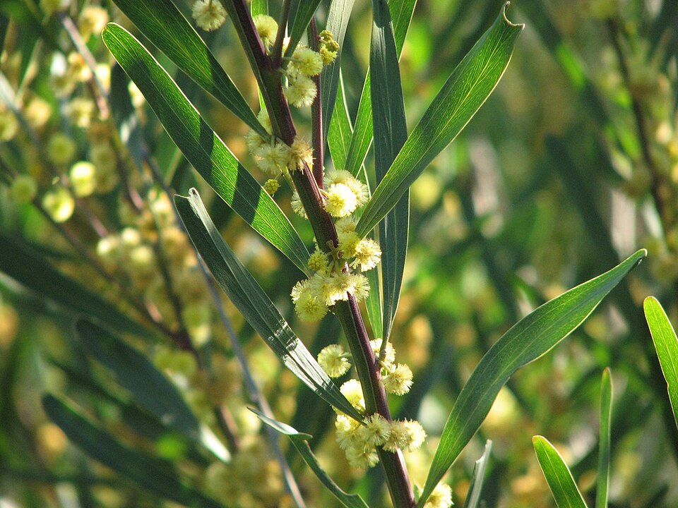 Acacia stricta (Hop wattle) (alternate view 2)