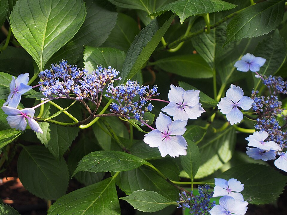 Hydrangea macrophylla 'Mariesii Lilacina' (Lilacina Lacecap Hydrangea)