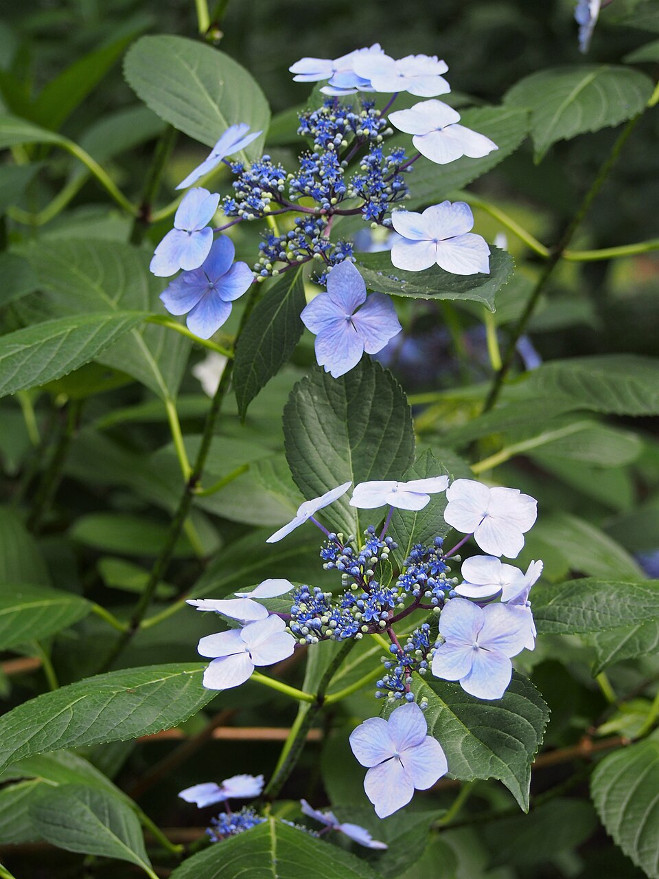 Hydrangea macrophylla 'Mariesii Lilacina' (Lilacina Lacecap Hydrangea) (alternate view 2)