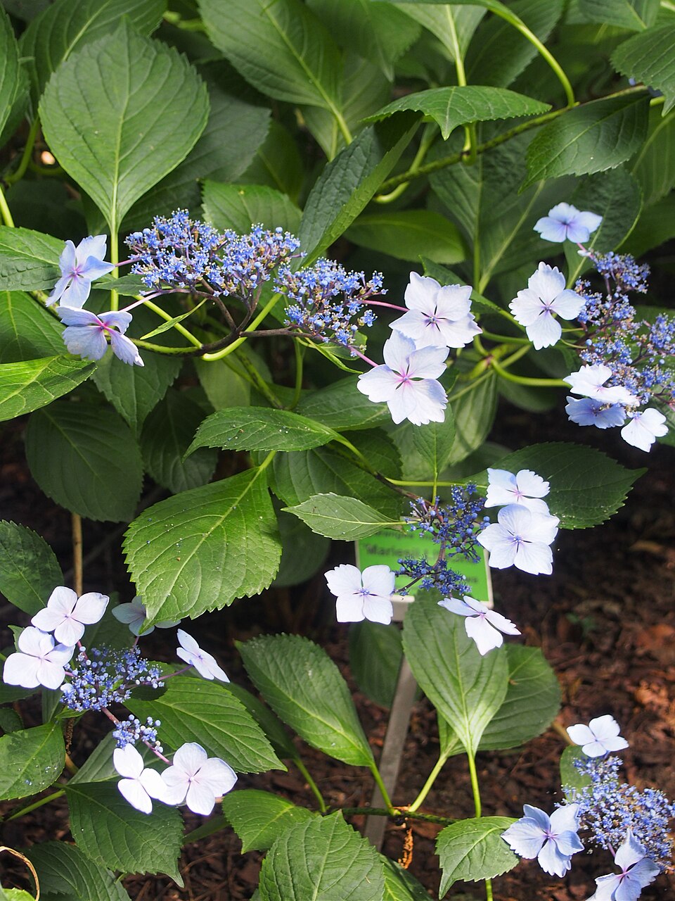 Hydrangea macrophylla 'Mariesii Lilacina' (Lilacina Lacecap Hydrangea) (alternate view 3)