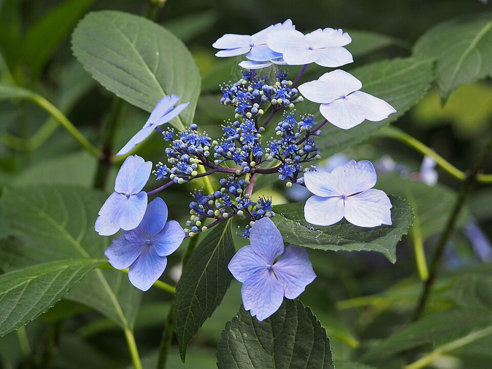 Hydrangea macrophylla 'Mariesii Lilacina' (Lilacina Lacecap Hydrangea) (alternate view 4)