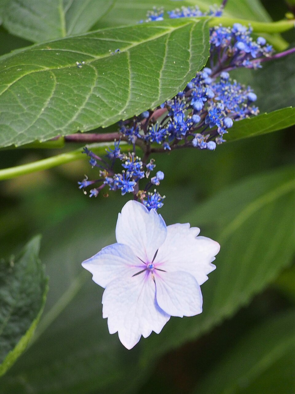 Hydrangea macrophylla 'Mariesii Lilacina' (Lilacina Lacecap Hydrangea) (alternate view 5)