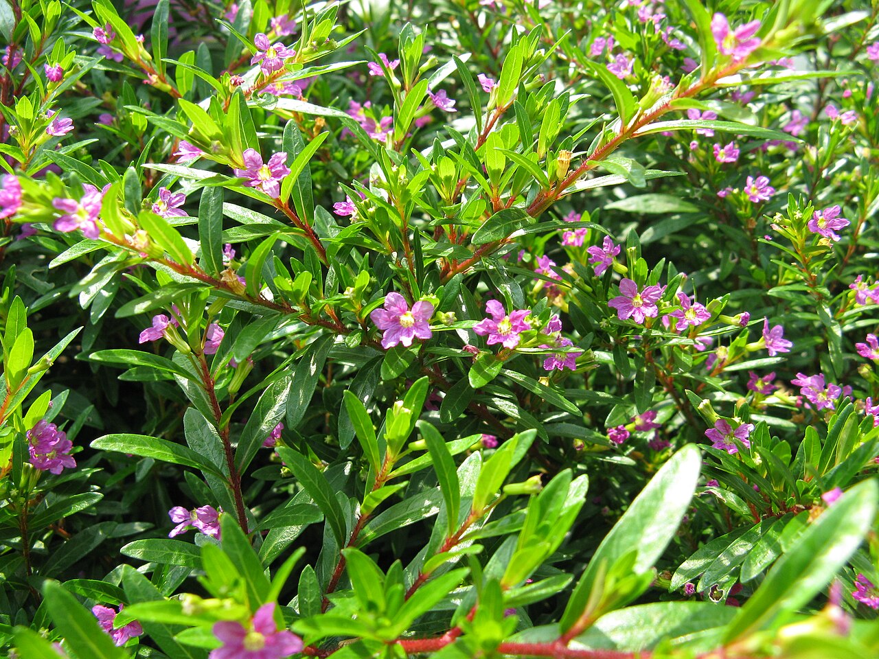 Cuphea hyssopifolia, Mexican heather — mounding evergreen (Lythraceae) (image 4 of 9)