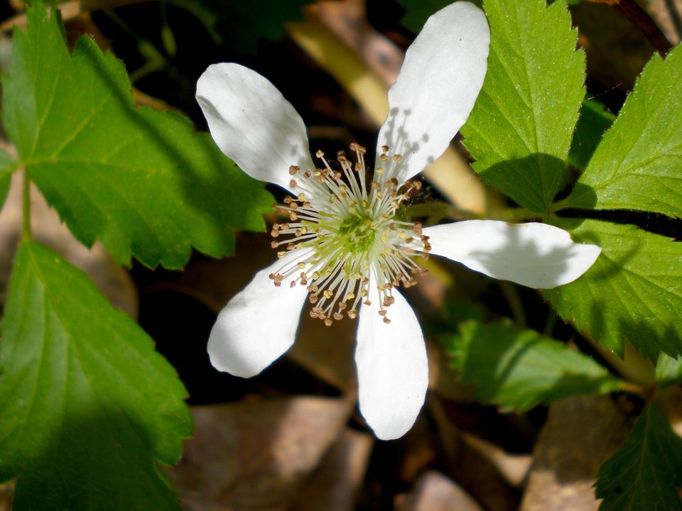 Rubus pubescens (dwarf raspberry) (alternate view 6)