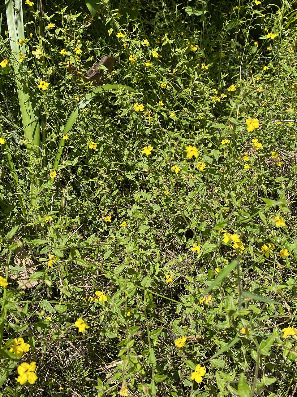 Goodenia heterophylla (Variable-leaved Goodenia) (alternate view 7)