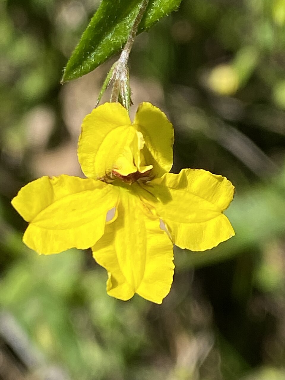 Goodenia heterophylla (Variable-leaved Goodenia) (alternate view 8)