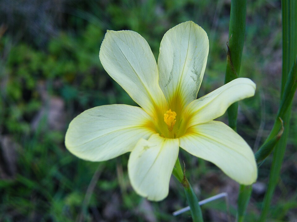 Moraea flaccida (Great Tulip) (alternate view 8)