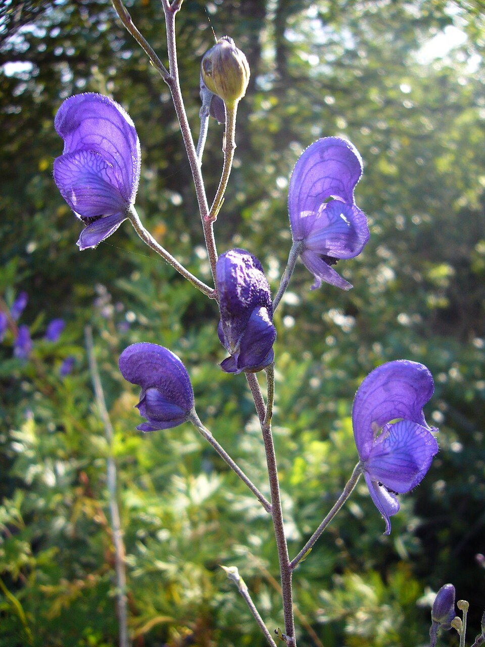 Aconitum napellus (Common Monkshood) (alternate view 10)