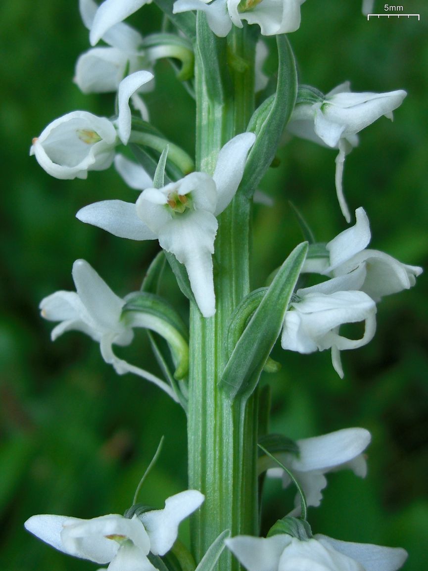 Platanthera dilatata (white bog orchid) (alternate view 6)