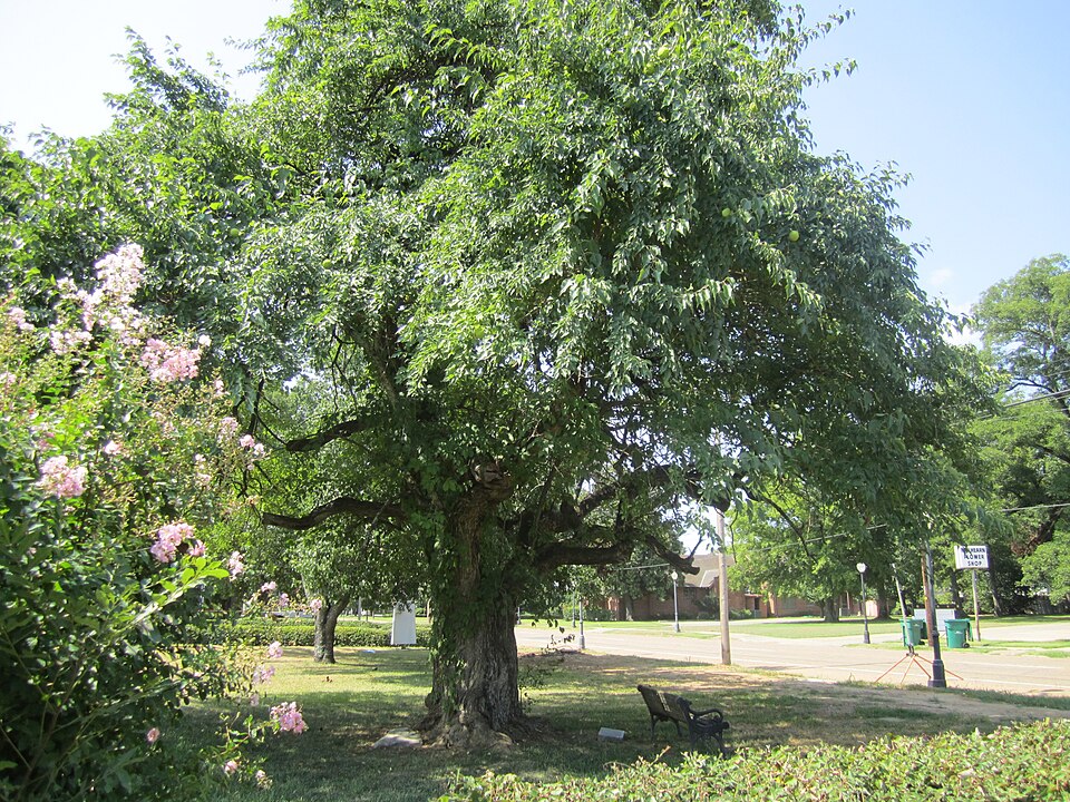 Maclura pomifera (Osage-orange)