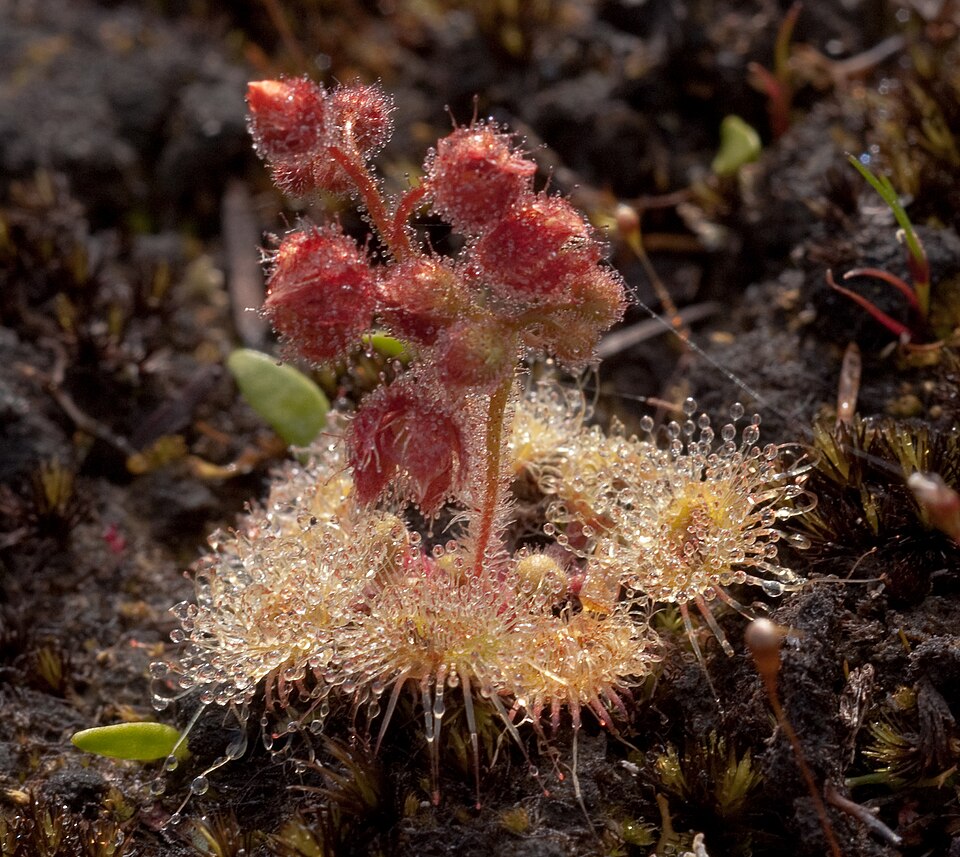 Drosera glanduligera (Pimpernel sundew) (alternate view 8)