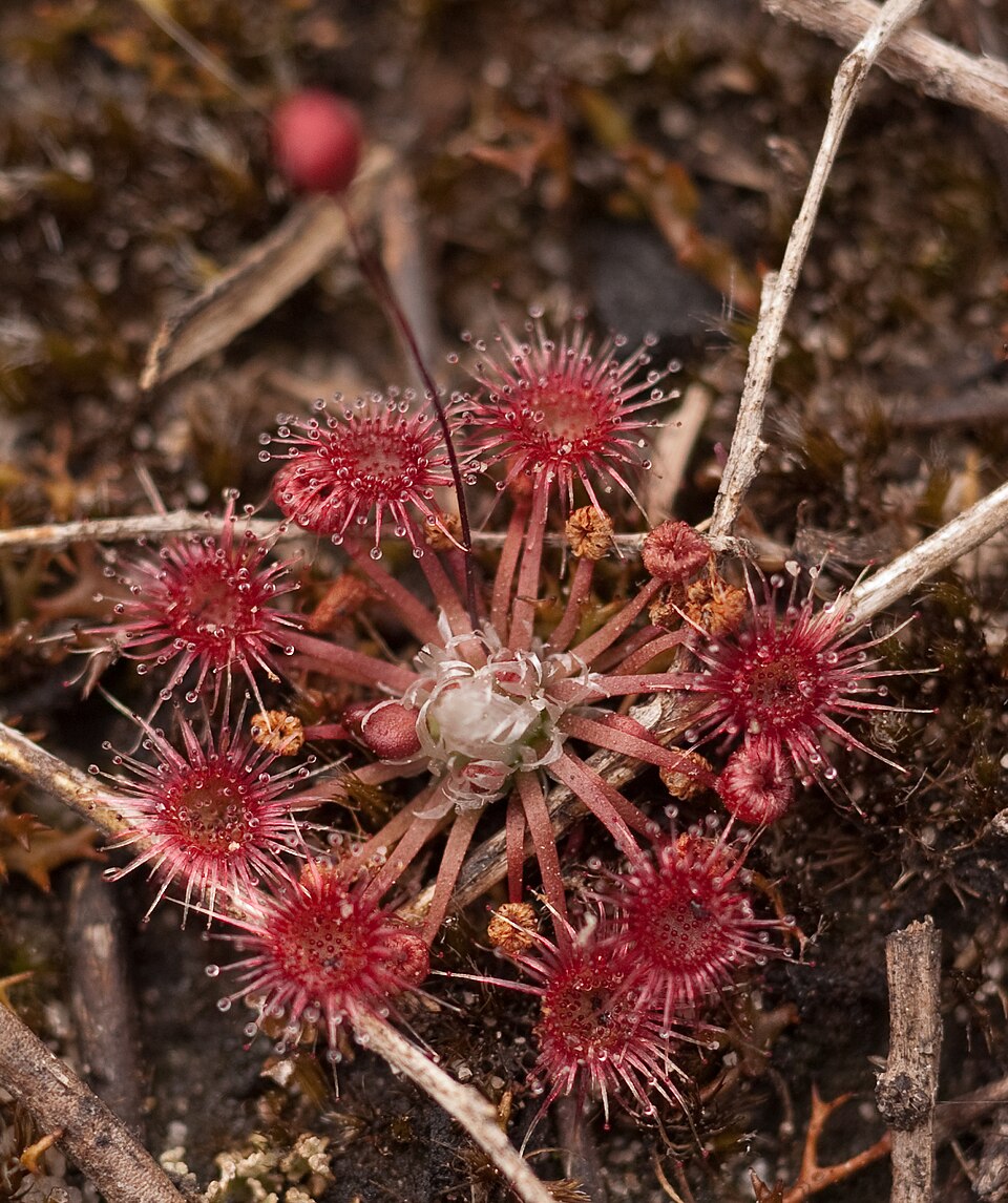 Drosera pygmaea (pygmy sundew) (alternate view 3)