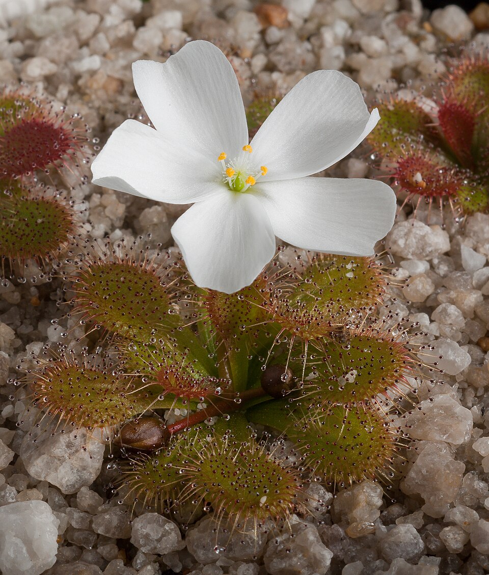 Drosera aberrans (Scented Sundew) (alternate view 4)