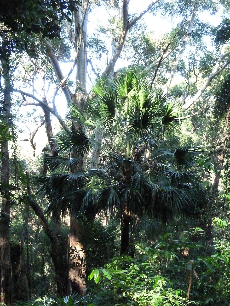 Livistona australis (Australian Fan Palm) (alternate view 6)