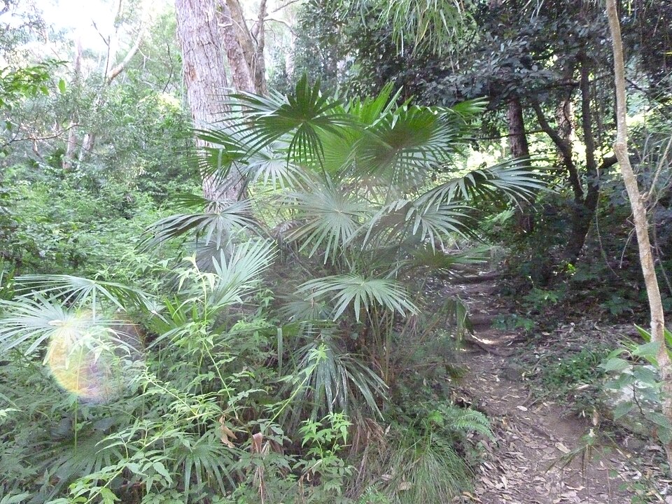 Livistona australis (Australian Fan Palm) (alternate view 7)