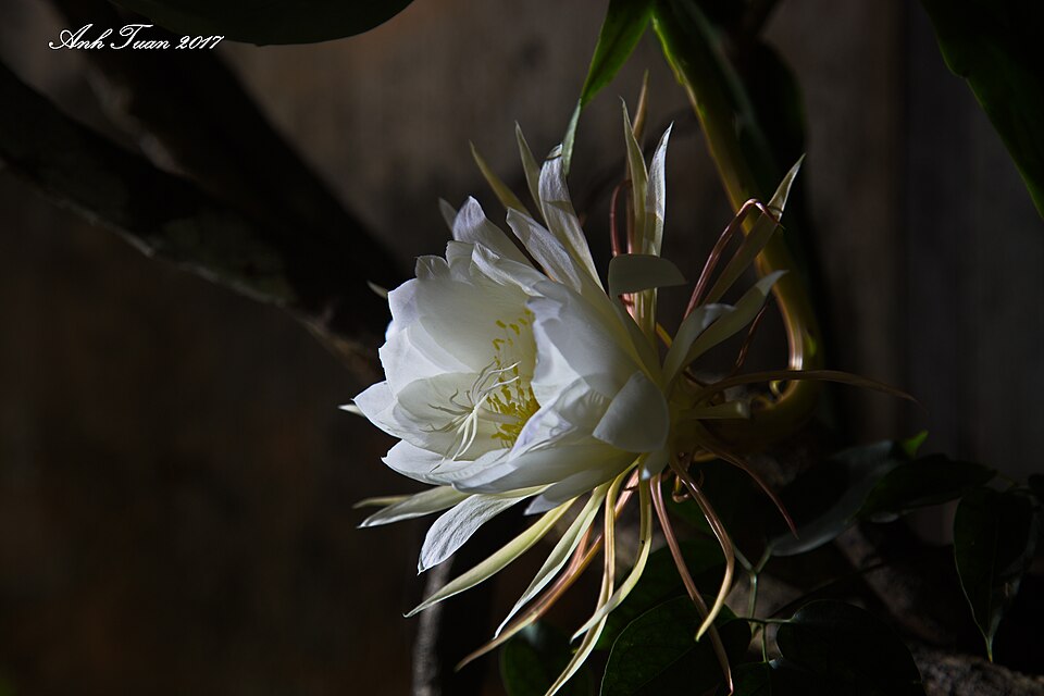 Cereus (alternate view 2)