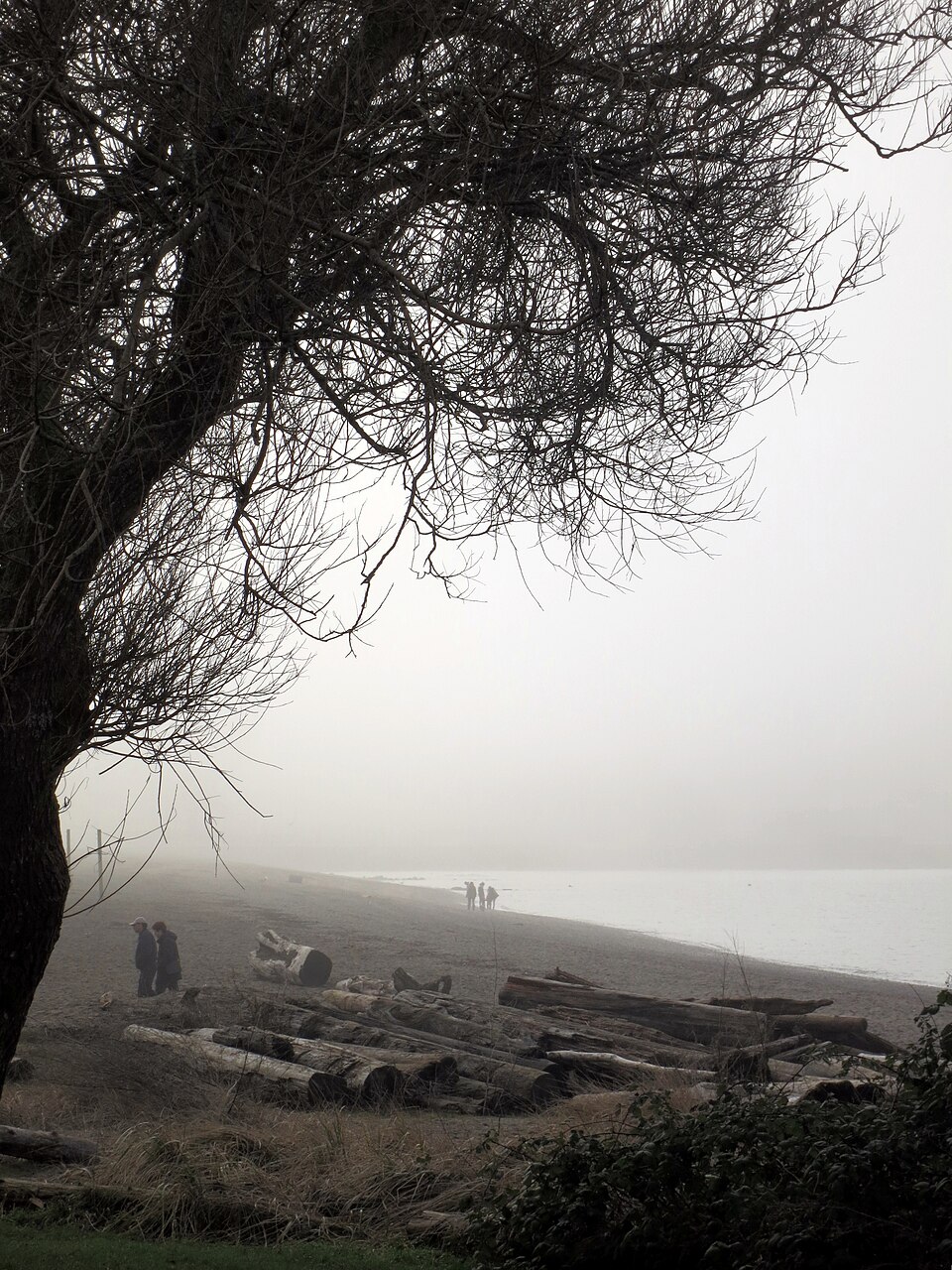 Fagus (beeches) (alternate view 5)
