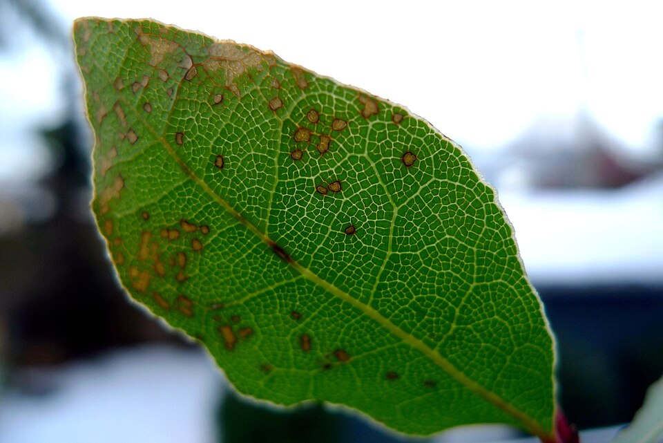 Laurus