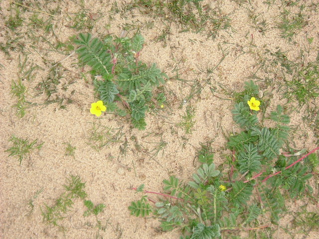 Potentilla (cinquefoils) (alternate view 8)