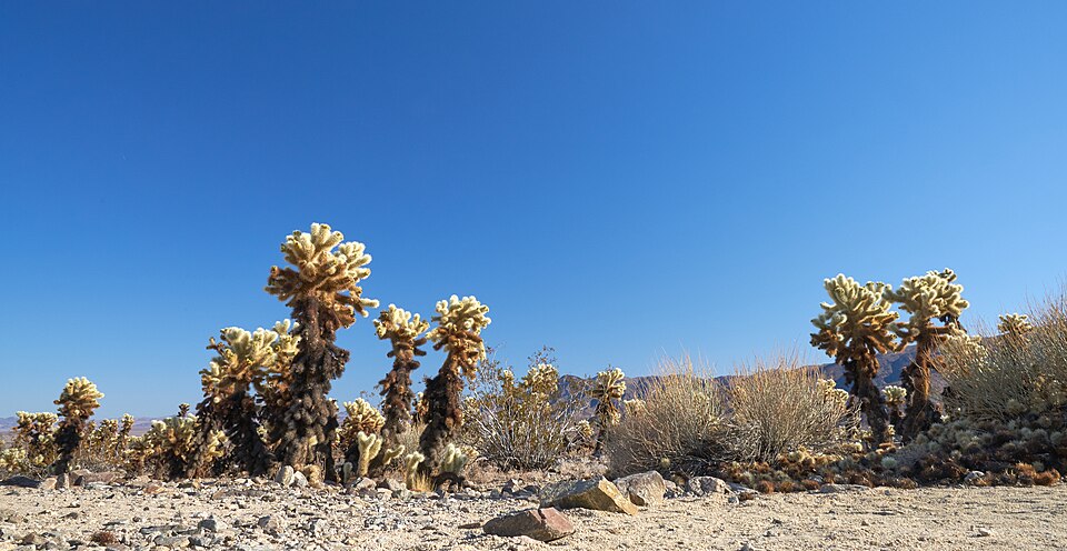Cylindropuntia (chollas) (alternate view 3)
