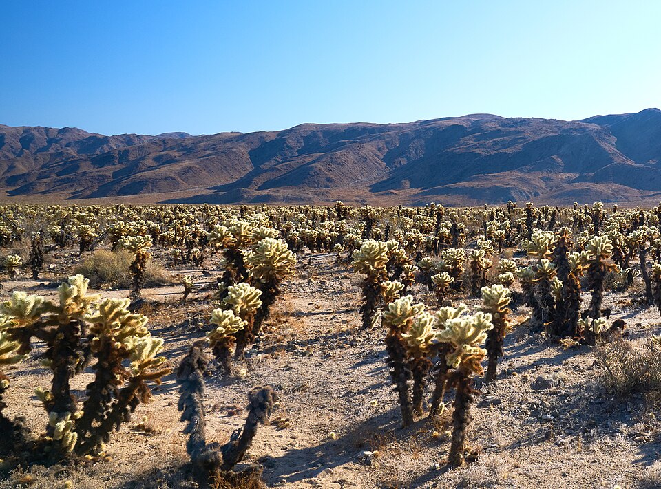 Cylindropuntia (chollas) (alternate view 4)