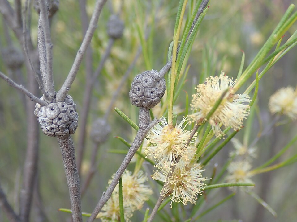 Melaleuca uncinata (broombush) (alternate view 4)
