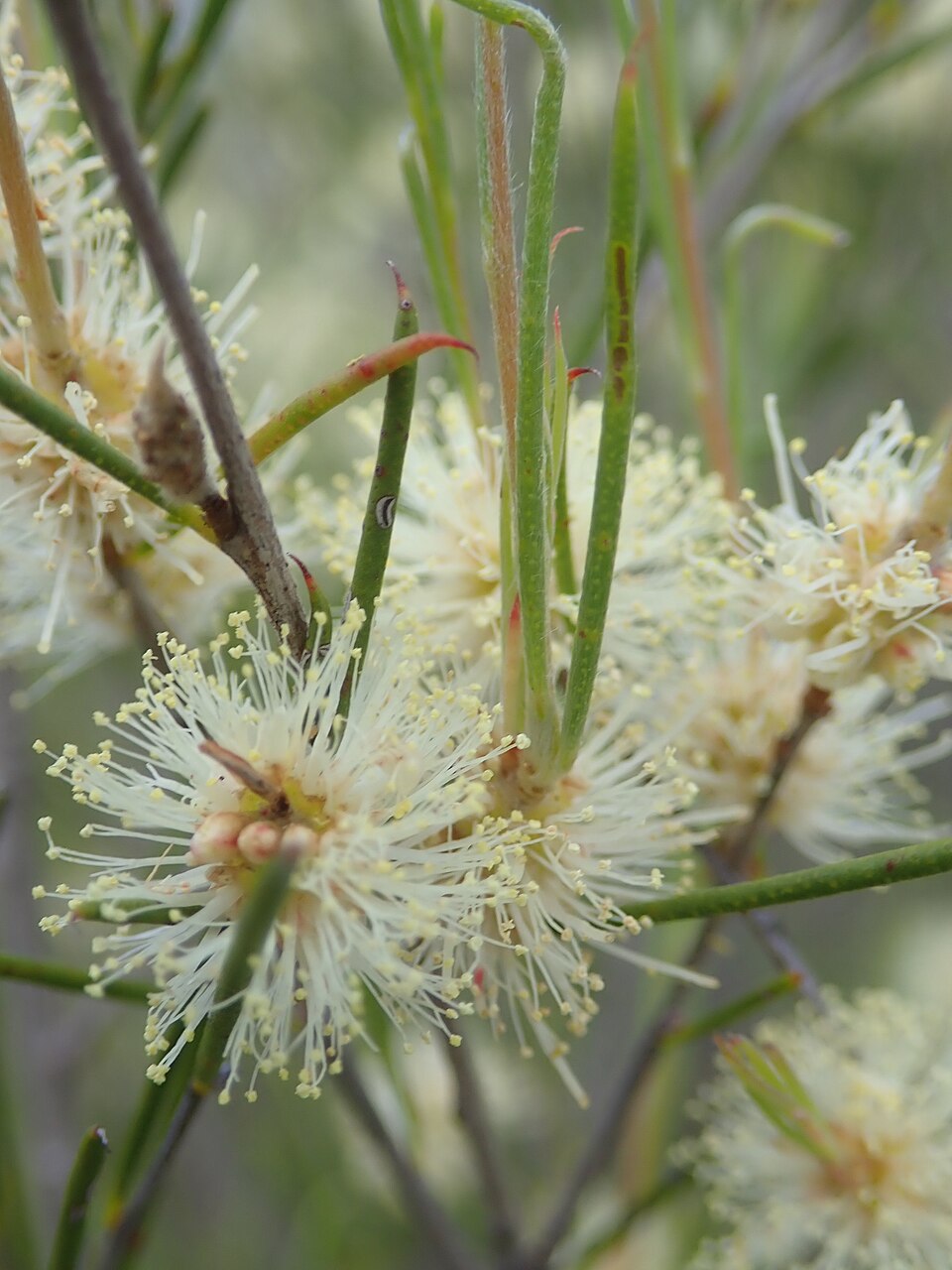 Melaleuca uncinata (broombush) (alternate view 5)
