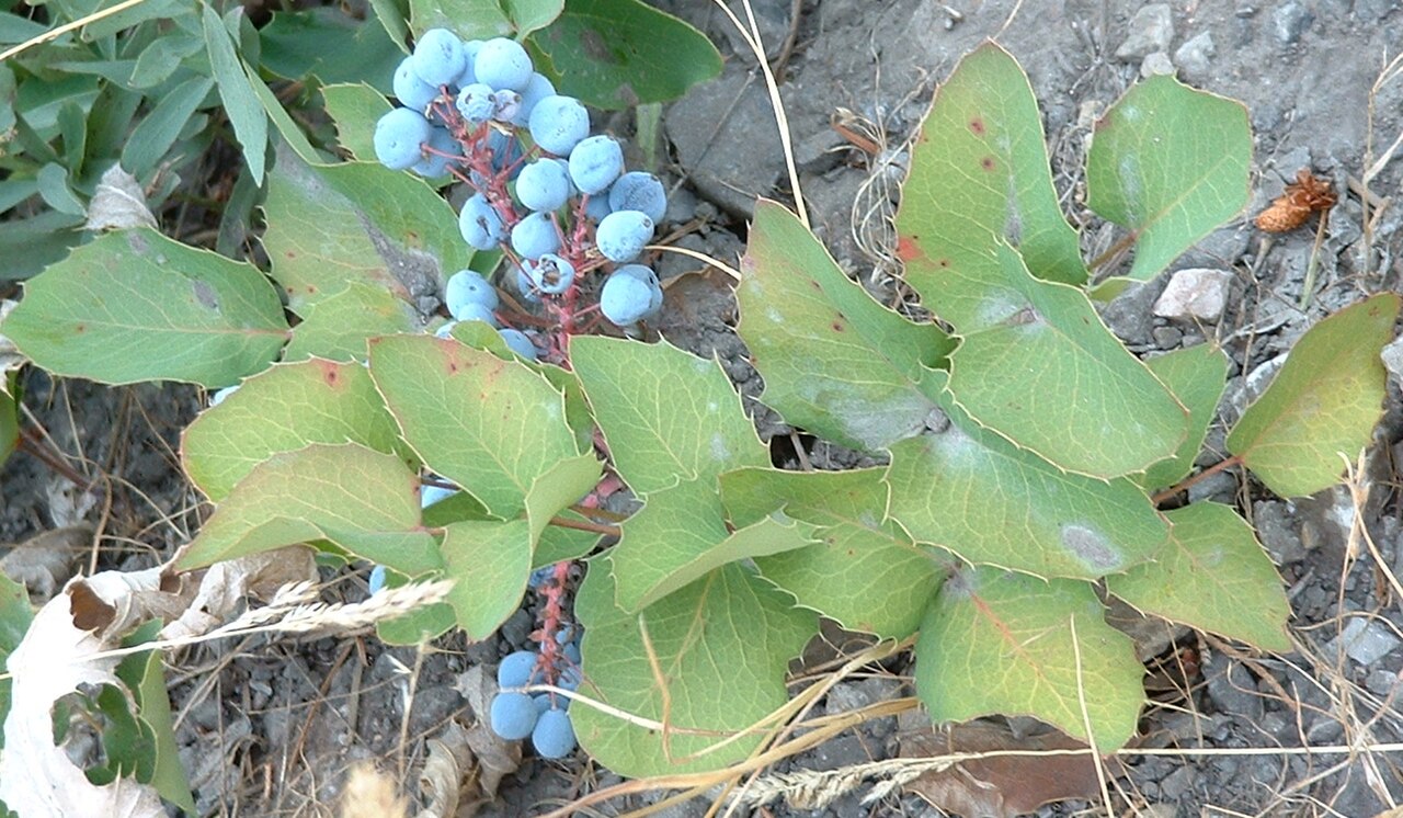 Mahonia repens (creeping mahonia)
