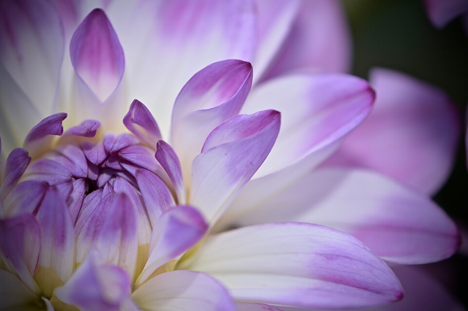 Dahlia (Dahlias) (alternate view 2)