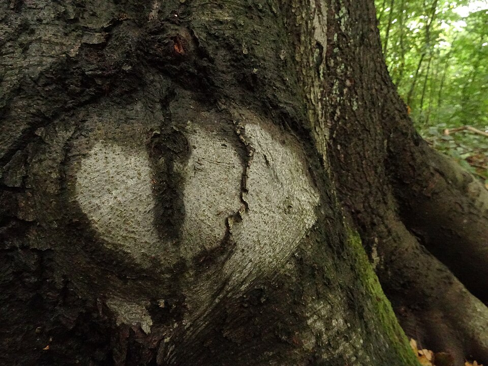 Fagus (beeches) (alternate view 6)