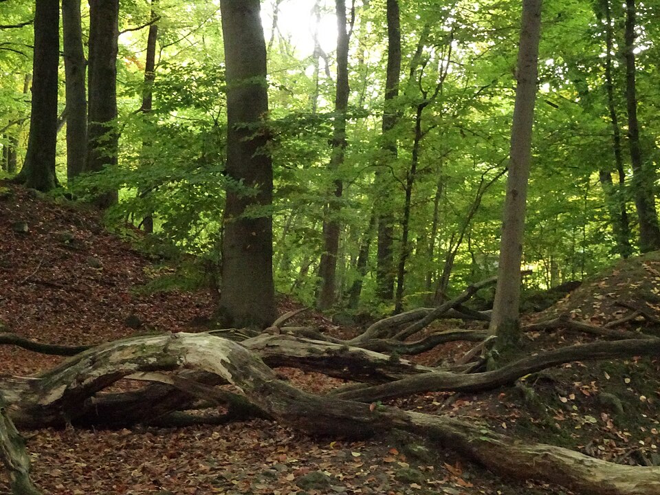 Fagus (beeches) (alternate view 7)