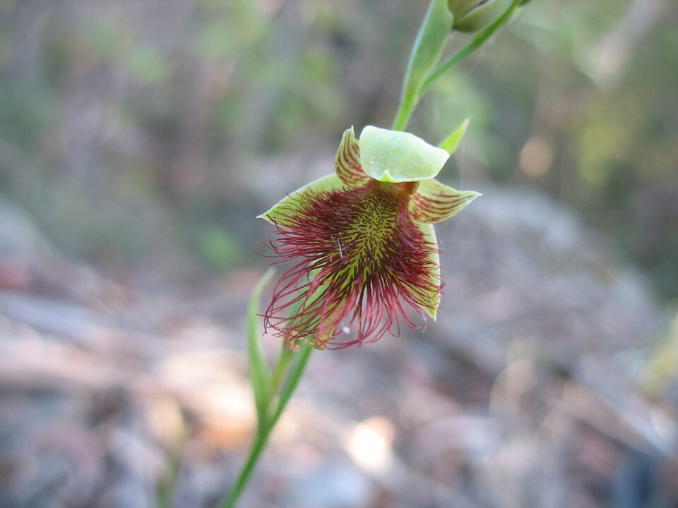 Calochilus robertsonii (Purple Beard Orchid) (alternate view 2)