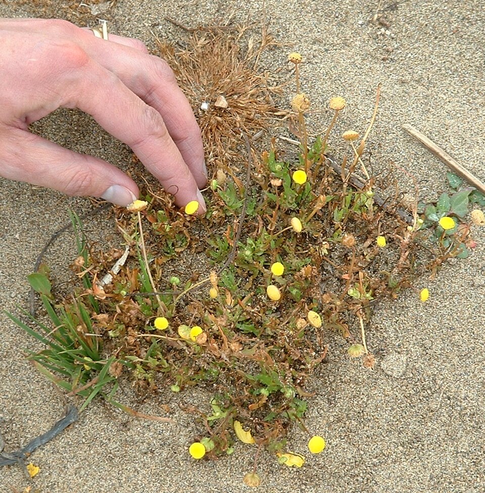 Cotula coronopifolia (brass buttons) (alternate view 6)