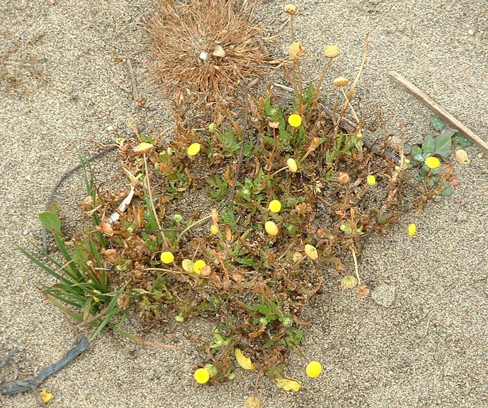 Cotula coronopifolia (brass buttons) (alternate view 7)