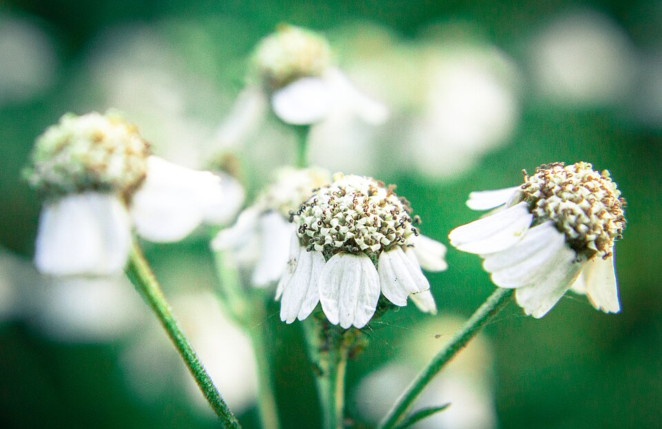 Achillea (yarrows) (alternate view 8)