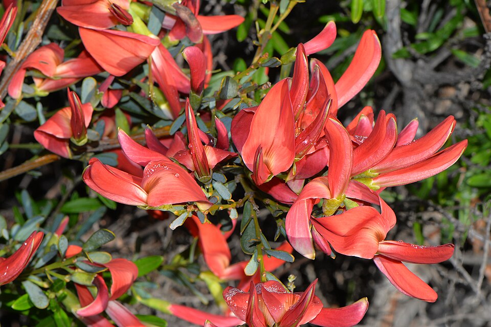 Templetonia retusa (Cockies Tongue) (alternate view 8)