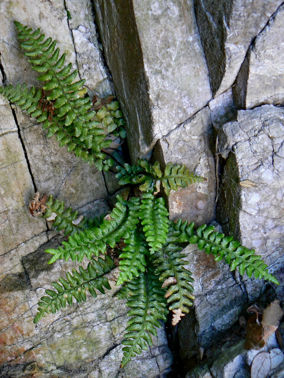 Asplenium marinum (sea spleenwort)