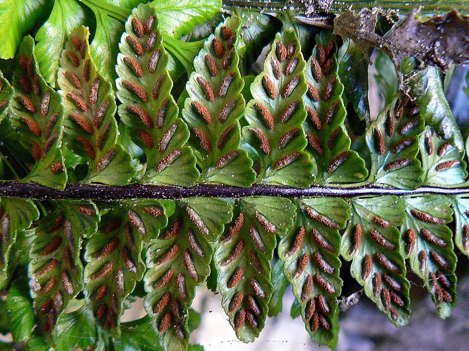 Asplenium marinum (sea spleenwort)