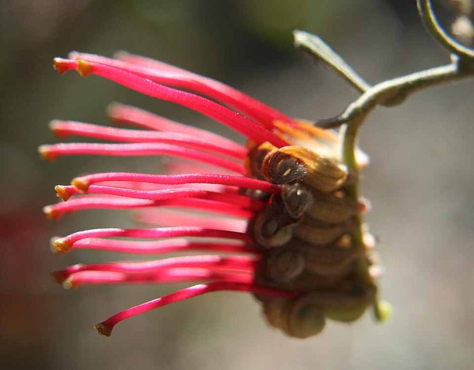 Grevillea aquifolium (variable prickly grevillea) (alternate view 6)