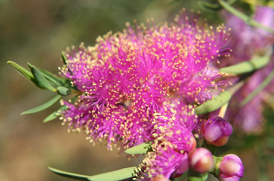 Melaleuca fulgens (alternate view 6)