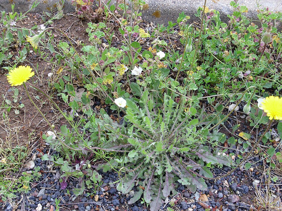 Leontodon hispidus (Rough Hawkbit)