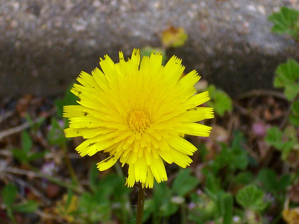 Leontodon hispidus (Rough Hawkbit)