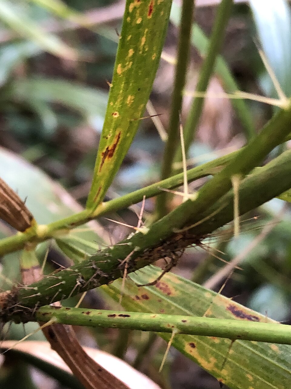 Calamus muelleri (Wait-a-while) (alternate view 7)