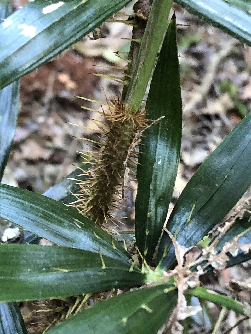Calamus muelleri (Wait-a-while) (alternate view 8)