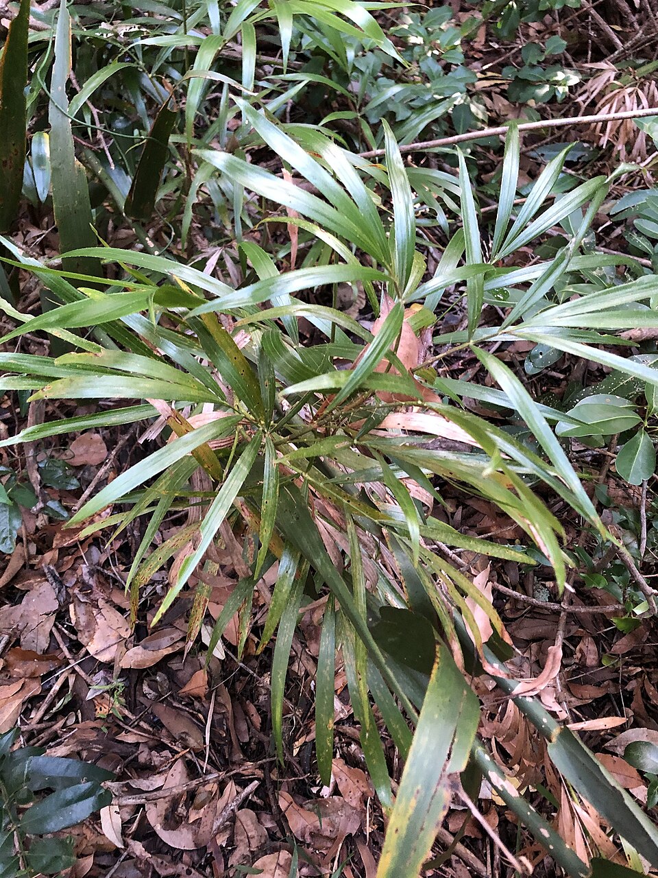 Calamus muelleri (Wait-a-while) (alternate view 9)