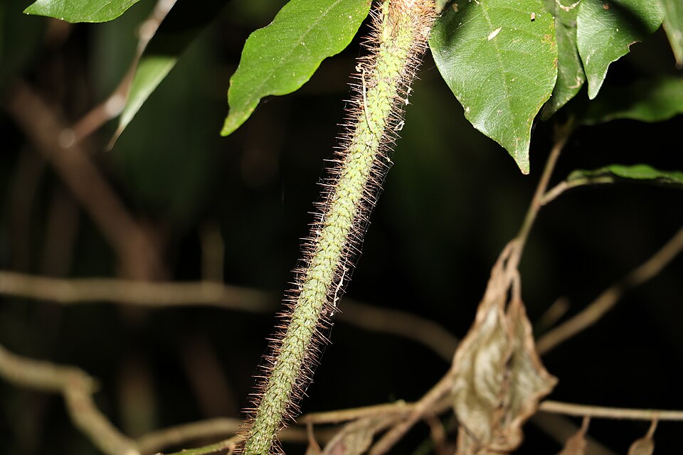 Calamus muelleri (Wait-a-while) (alternate view 10)