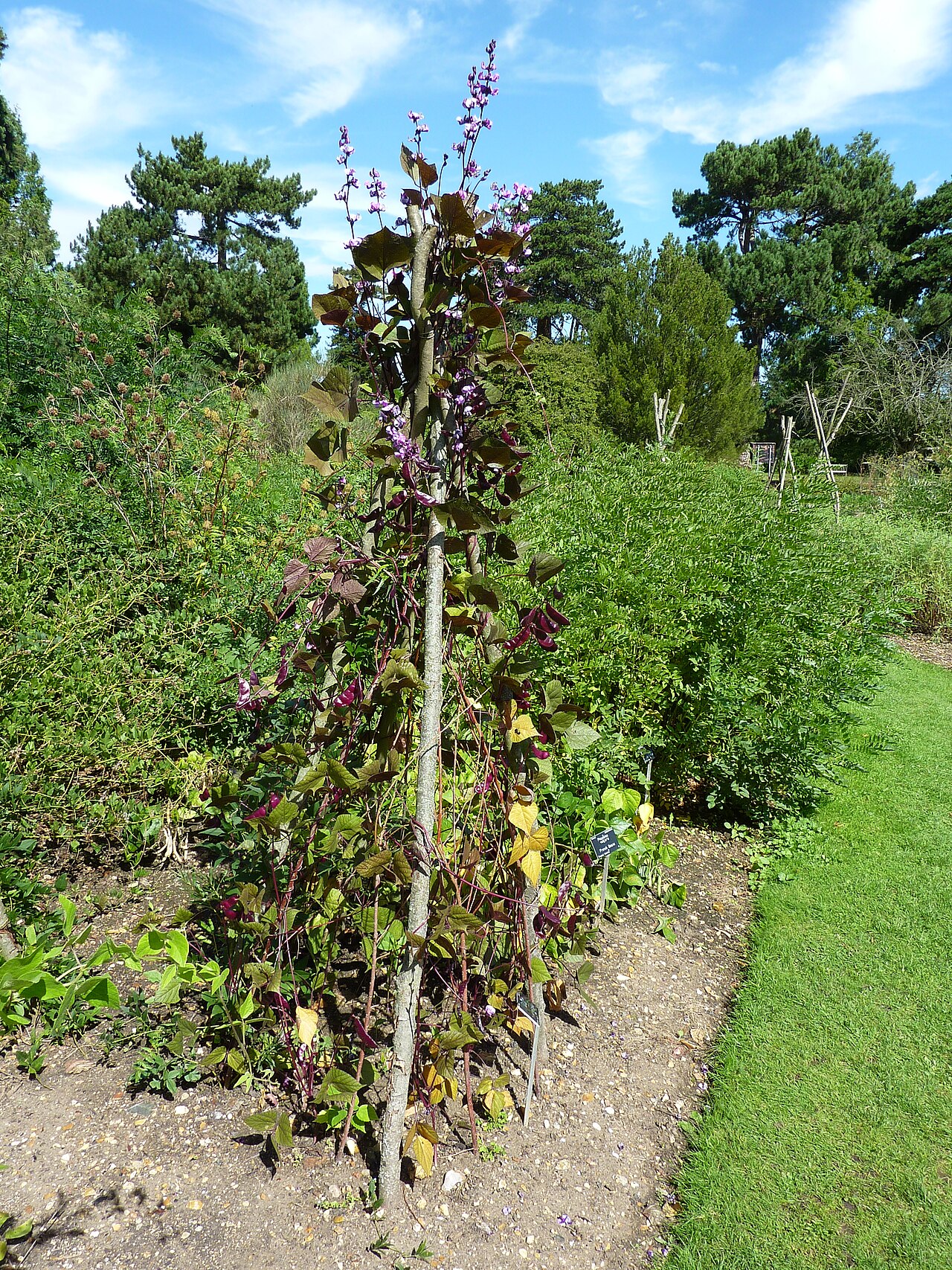 Lablab purpureus, Hyacinth bean — climbing (Fabaceae) (image 4 of 10)